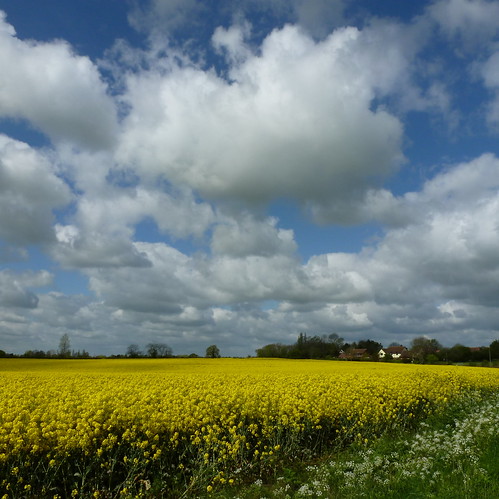 yellow clouds bicycling cycling countryside suffolk bluesky springtime rapeseed oilseedrape wrinklies