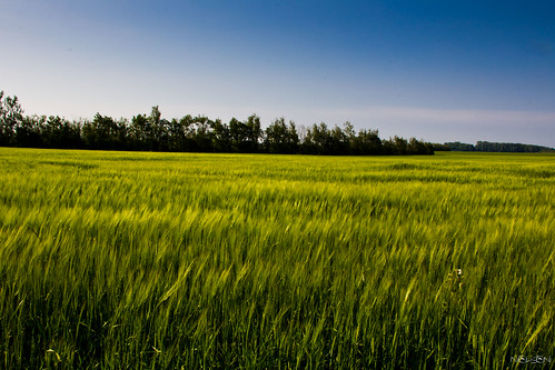 blue sky field grass denmark europe south