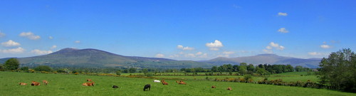 ireland view cows grazing carlow wicklowmountains kiltegan