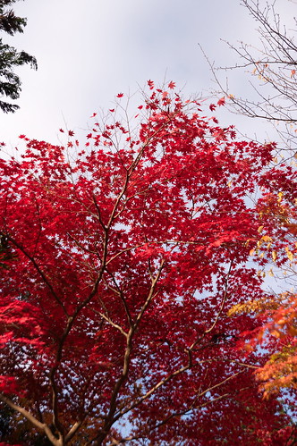 【写真】2012 紅葉 : 鍬山神社/2021-12-10/IMGP5853