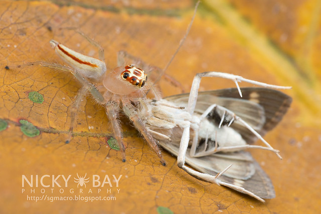 Jumping Spider (Salticidae) - DSC_8143
