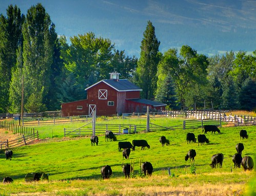 landscape montana cows