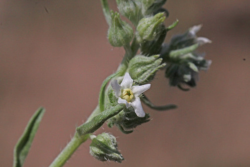 flower nm wildflower cryptantha boraginaceae 2013 asterids incertaesedis hiddenflower catronco cryptanthapaysonii whitehiddenflower