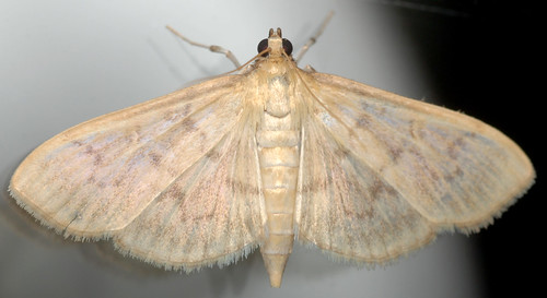 lepidoptera crambidae spilomelinae herpetogramma herpetogrammapertextalis boldfeatheredgrassmoth
