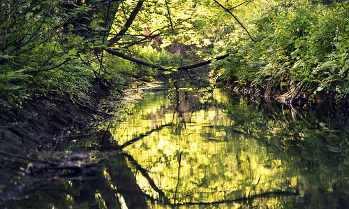 uk trees summer england green alex nature water yellow canon reflections project river out lens outside outdoors eos northampton stream warm photographer graphic natural bright little zoom designer united low northamptonshire kingdom sunny foliage growth l billing british brook ripples standard pearce brightness 52 6d summery leatherworks 24105mm alexandrou