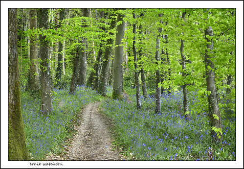 trees ireland landscape woods bluebell