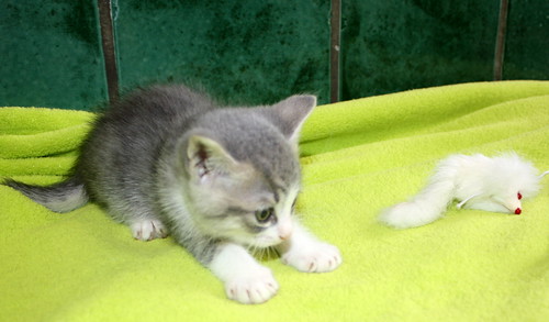 Kobu, gatito azul y blanco monísimo nacido en Abril´15, en adopción. Valencia. ADOPTADO. 17534084270_cafe15f7e9