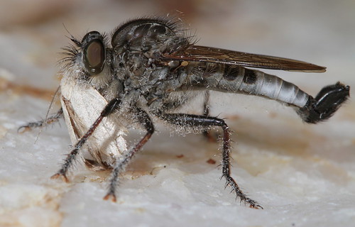 insect northcarolina fieldtrip robberfly piedmont diptera asilidae eol nerax efferiaaestuans efferia canonef100mmf28macrousm asilinae flydayfriday taxonomy:binomial=efferiaaestuans neraxaestuans orangecty20130807