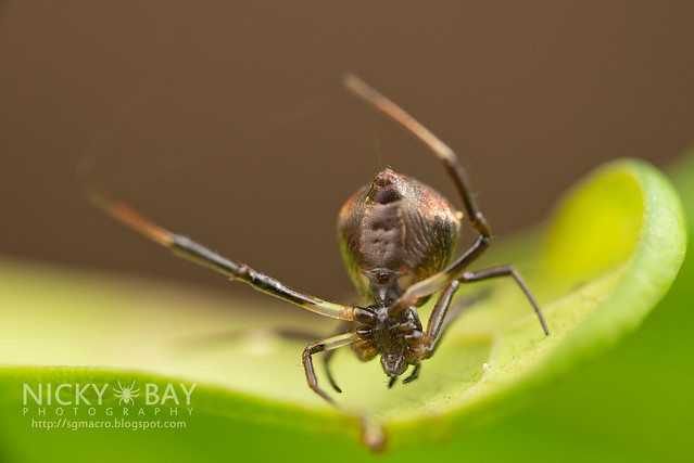 Comb-Footed Spider (Janula sp.) - DSC_1690