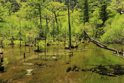 tree green tourism japan forest river landscape tourist 日本 matsumoto nagano 1022mm kamikochi wetland chubu 長野 森林 森 上高地 松本市 水漾 canoneos600d