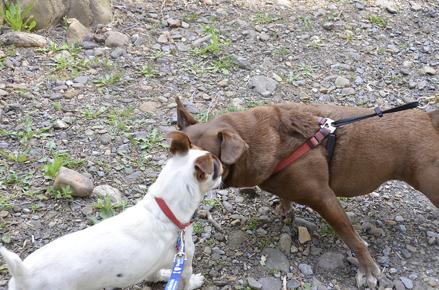 Canoodling with other cool dawgs I meet at Virginia State Parks