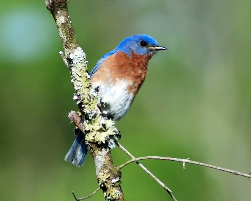 bird kentucky kos bluebird thrush easternbluebird sialiasialis jackiebelmore