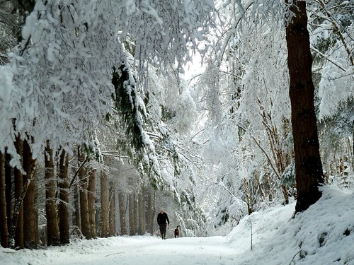 uk trees dog snow man cold forest scotland walk crisp fir culloden nuframe