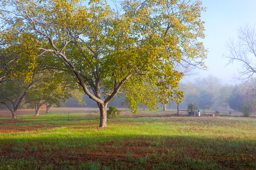 fence flint fog grass gresham hdr leaves orchard pasture pecan sunrise texas tree trees tx tyler