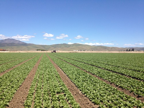california salinas lettuce valley dole growning californiamay2012