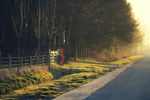 road morning trees sunlight nature grass sunshine sunrise fence landscape early spring weeds goldenhour firstlight 100mmf28macro firstrays