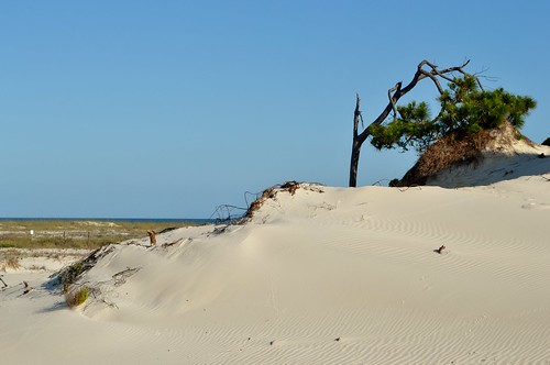 beach island sand pinetreetreelandscape
