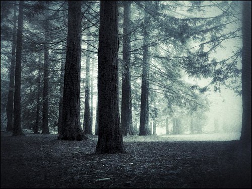 california wood trees nature fog forest landscape hike eastbay tildenpark berkeleyhills iphone northerncalifonia peacefulplace 2013 eastbayregionalparks kanerphotography ebparksok snapseed redwoodsredwoodgrove