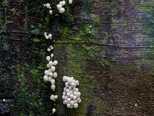 newzealand mushrooms miniature small waikato maungataupari