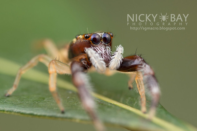 Jumping Spider (Salticidae) - DSC_7462