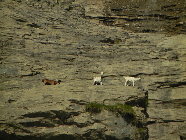 Les chèvres dans la falaise
