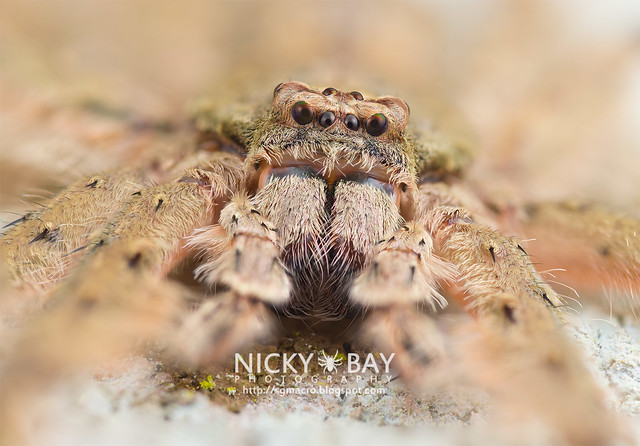 Huntsman Spider (Pandercetes sp.) - DSC_1757