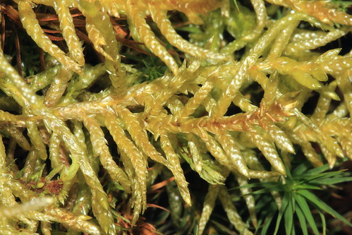 Neat Feather-moss 25911