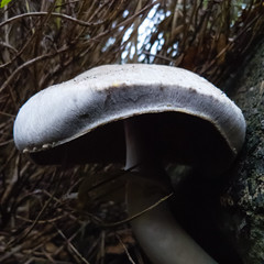   horse mushroom  