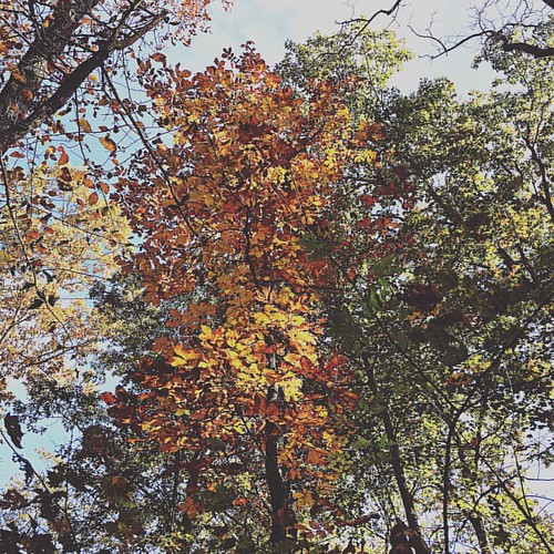 whitakerpointtrail trees leaves arkansas fall autumn instagramapp square squareformat iphoneography gingham