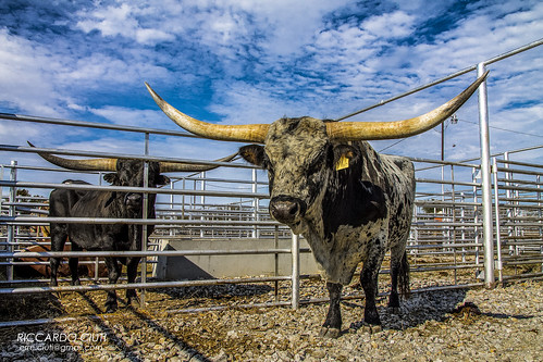 longhorn cattle usa america livestock auction pride fury