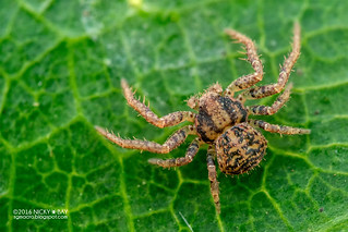Crab spider (Pycnaxis sp.) - DSC_5466