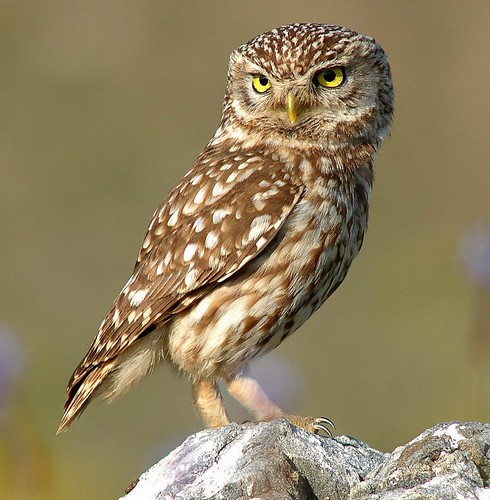 Little Owl (Athene noctua) | Author: Duncan Hull · Creative Commons: Attribution 2.0 Generic
