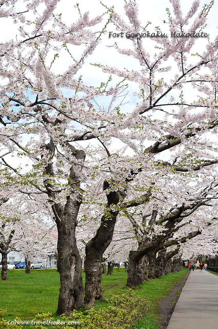 Cherry_Blossom_at_Fort Goryokaku37