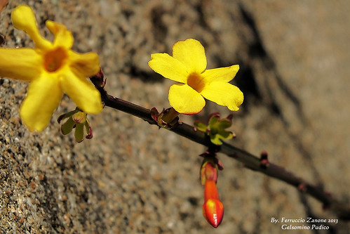life flower fleur yellow jaune la jasmine flor amarillo giallo vida fiore vita vie gelsomino