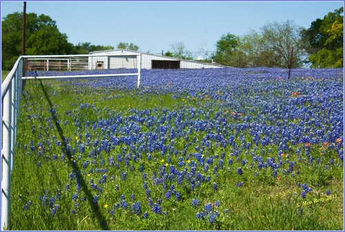 blue nature landscape spring texas tx wildflowers ennis bluebonnets lupine countryroads ranches 2013 bluebonnettrails