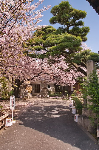 【写真】2013 桜 : 墨染寺/2020-12-18/IMGP9648