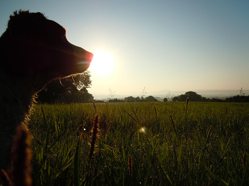 morning sun field grass sunrise nikon unitedkingdom coolpix northernireland nikkor ahoghill s8000