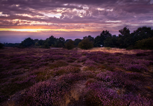longexposure flowers sunset summer sky night canon landscape suffolk purple cloudy heather norfolk lilac heath fen ling emotive atmospheric eastanglia evocative wortham 1740mmf4lusm