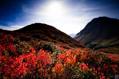 blue autumn light red mountain backlight austria sunny hills blueberry redleaves damüls furkajoch