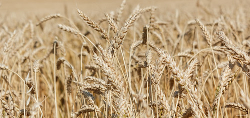 canada farm wheat grain harvest alberta cultivation canoneos550d canonrebelt2i canadianfarming