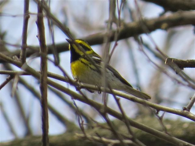 Townsend's Warbler at Ewing Park in Bloomington, IL 02