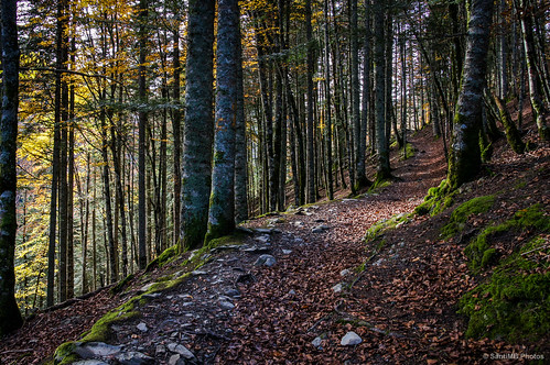 autumn trees españa forest way árboles camino path bosque otoño esp navarra irati selvadeirati valledesalazar 2tumblr sal18250 izalzuitzaltzu 2blogger fotohiking