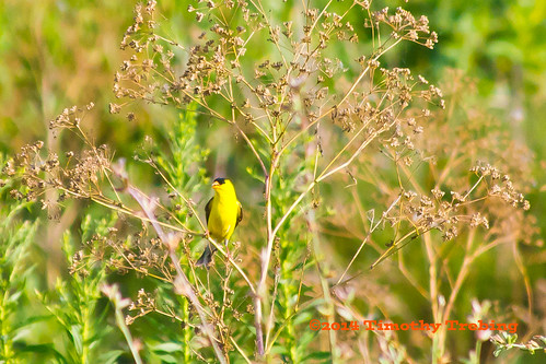 bird nature animal photography gold wildlife finch american