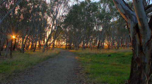 Morning sun in the gum trees 2012-04-04 (_MG_5720-28)