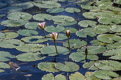 cruise flowers nature water nationalpark tour australia wetlands outback kakadu waterlillies yellowwater northernterritory