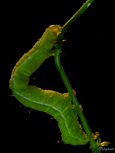 macro caterpillar sicily augusta sicilia francesco bruco gavioli 2013 fragavio canoneos600d tubiprolungatamron65mm macroledringflashpolaroid tamron46a70210138macro