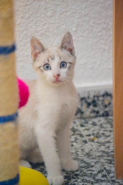 Newman, gatito siamés tabby de ojazos azul cielo esterilizado, nacido en Marzo´15, en adopción. Valencia. ADOPTADO. 17358000473_08e4e590a7_z