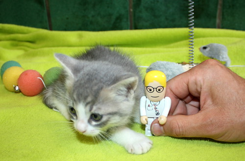 Kobu, gatito azul y blanco monísimo nacido en Abril´15, en adopción. Valencia. ADOPTADO. 17695291206_84f74d43be