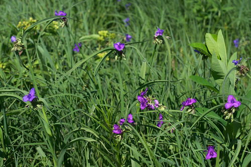 blue flower purple commelinaceae spiderwort tradescantia