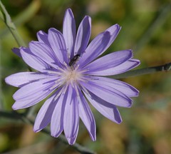 Flower (top)